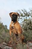 CANE CORSO 153